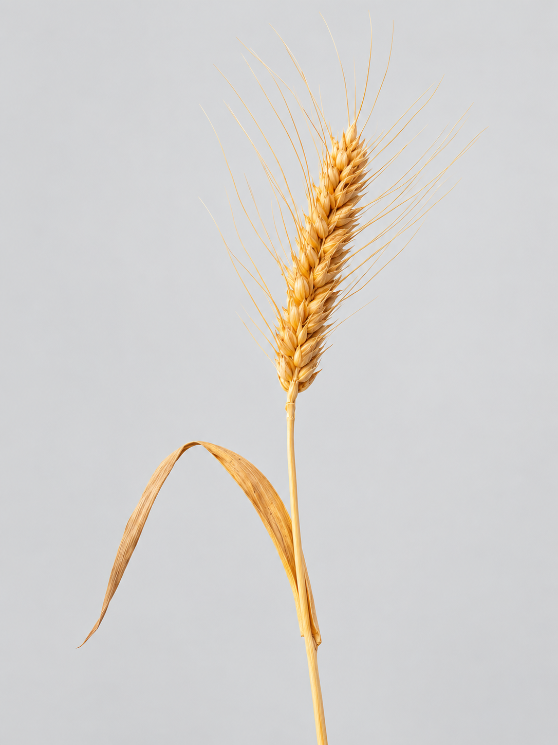 Close-up of wheat germ