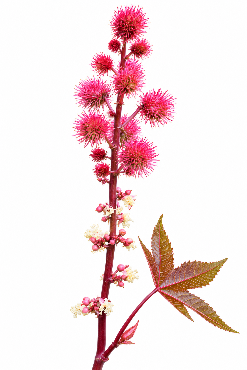 Castor oil plant photographed against a studio background